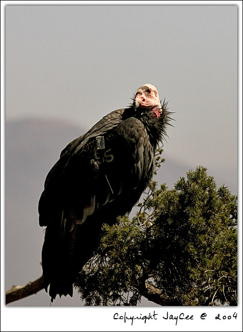  p>美国加州秃鹰是 a target="_blank" href="/item/北美/10447373"