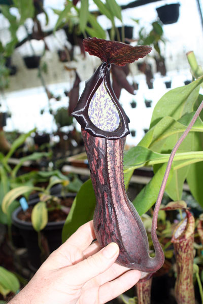  p>博世猪笼草是 a href="#" data-lemmaid="1473380">婆罗洲 /a>特有