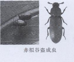  p>赤拟谷盗为 a href="#" data-lemmaid="1535103">鞘翅目 /a>,  a