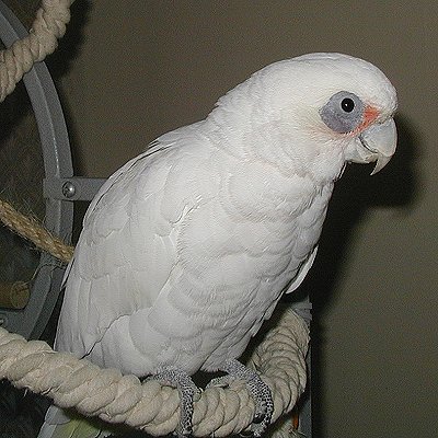  p>小凤头鹦鹉(学名 : i>cacatua sanguinea /i>)是 a href="#">鹦形