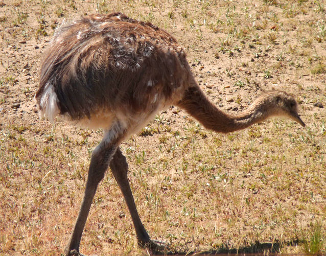  p>小美洲鸵(学名: i>rhea pennata /i>)是美洲鸵鸟目美洲鸵鸟科的 a