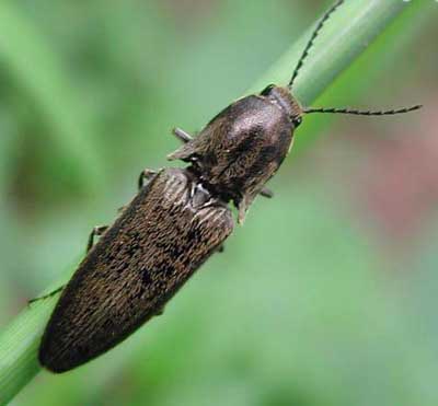 canaliculatus)是鞘翅目 a href="#">叩甲总科 /a>叩甲科的一种昆虫