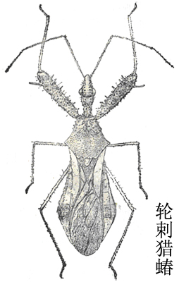  p>轮剌猎蝽,体长9-10毫米.