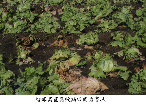  p>莴苣腐败病又称黑腐病,细菌性叶斑病.主要为害肉质茎,也为害叶片.