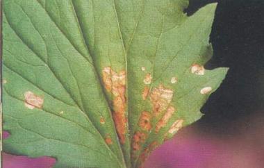 药用植物菊花叶斑病