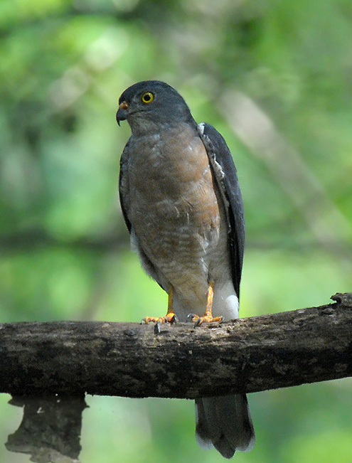  i>accipiter soloensis /i>):鹰科,鹰属的小型 a target="_blank"