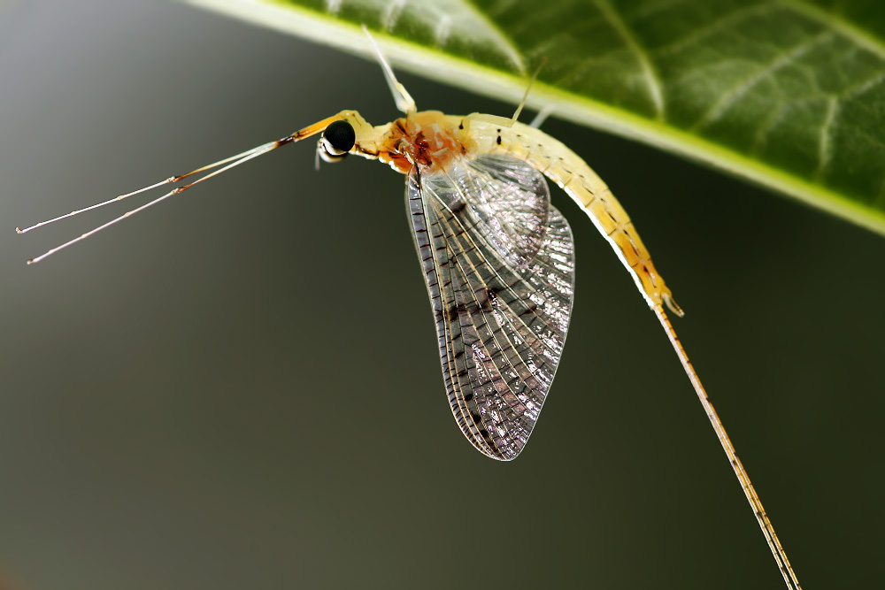  p>蜉蝣起源于 a target="_blank" href="/item/古生代/267709" data