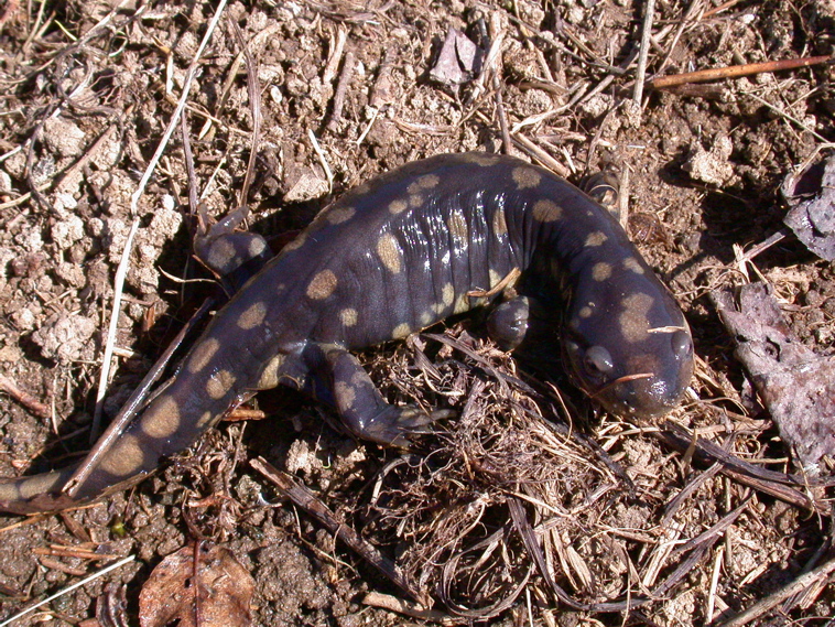 属有尾目,钝口螈科.