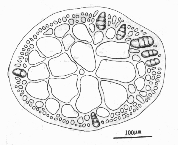 星刺沙菜