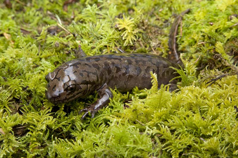 pacific giant salamander