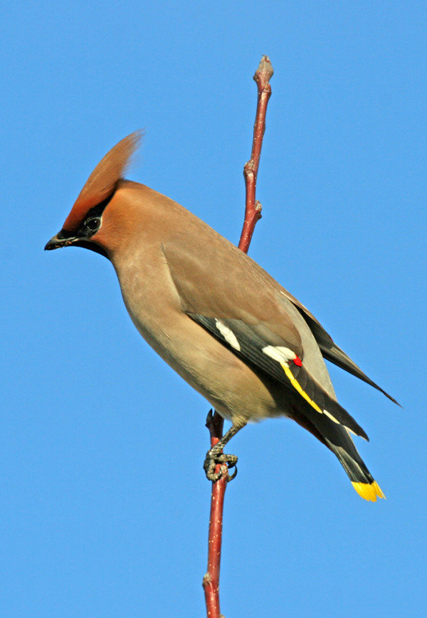 bombycilla garrulus pallidiceps