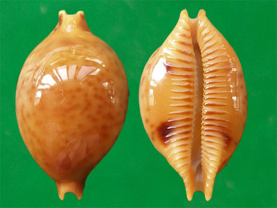  p>金珠宝螺(学名:pustularia globulus globulus)