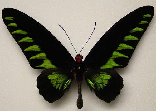  p>翠叶红颈凤蝶(学名:trogonoptera brookiana toshikii)是凤蝶科 a