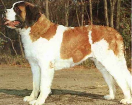 獒犬（食肉目犬科动物）_百度百科
