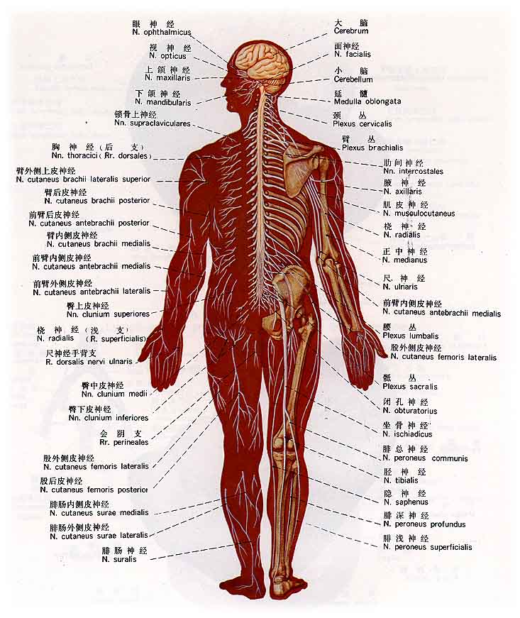 神经麻木