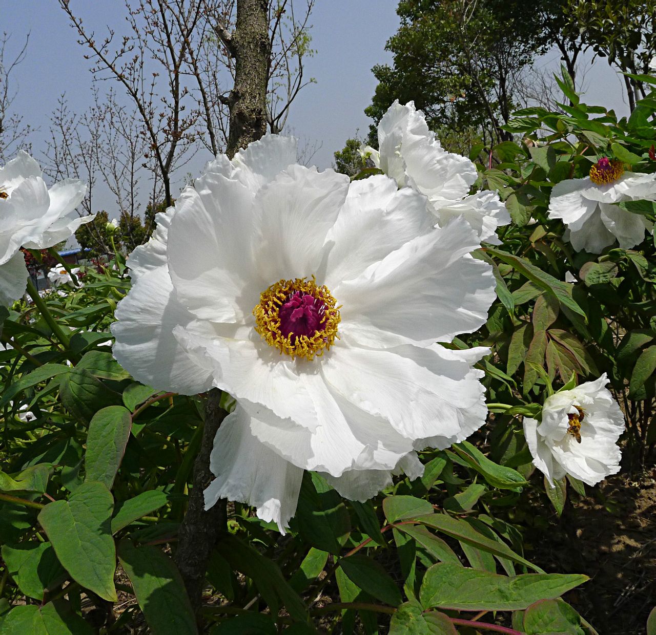  p>枯枝牡丹园,位于江苏省盐城市亭湖区区便仓镇.