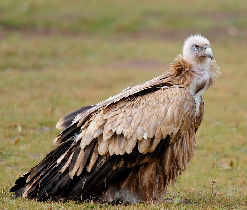  p>兀鹫(学名: i>gyps fulvus /i>):是鹰科,兀鹫属的鸟类.