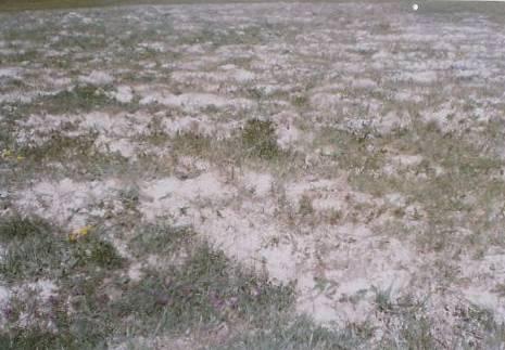 灌区土壤次生盐渍化