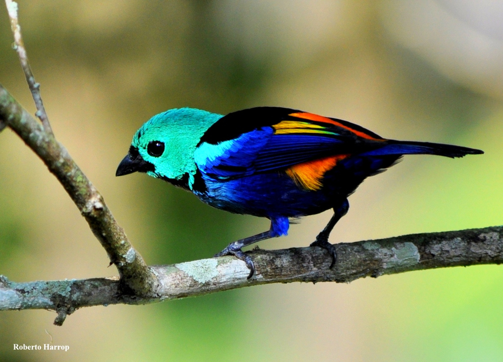  p>七彩唐加拉雀(学名: i>tangara fastuosa /i>)长约13.5厘米.