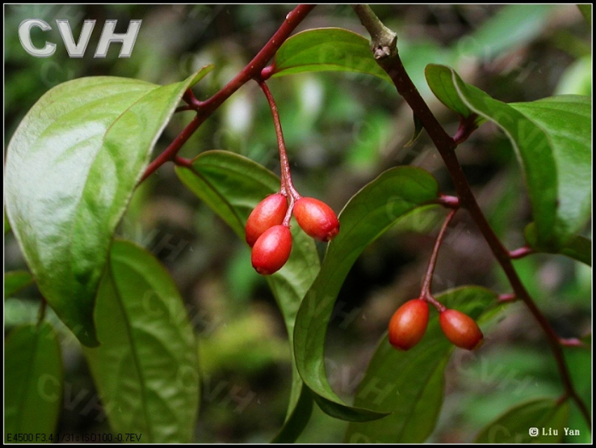  p>铁青树属(学名:olax l), a target="_blank" href="/item/铁青树科