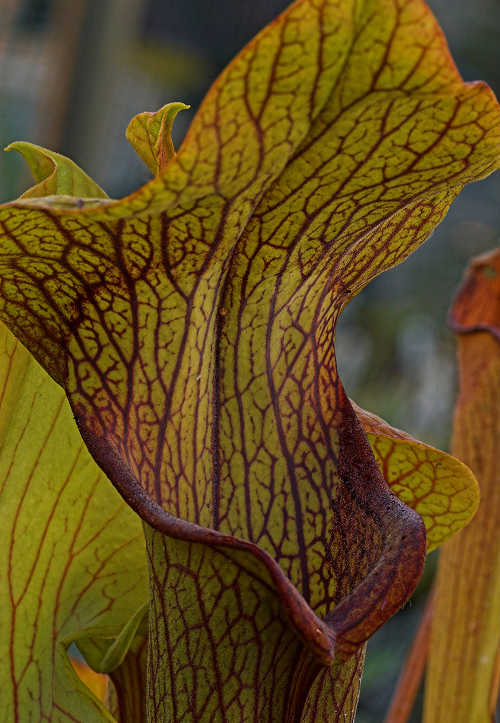  p>红瓶子草(学名: i>sarracenia rubra /i> walt.