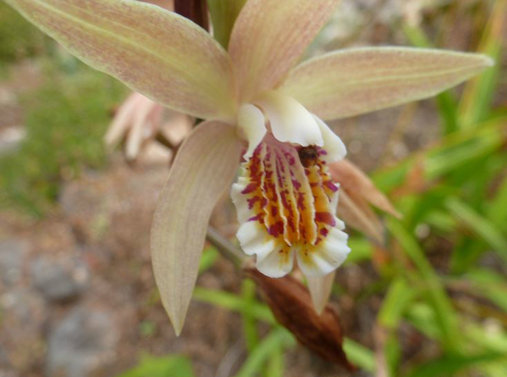  p>黄花白及(学名: i>bletilla ochracea /i>  schltr.