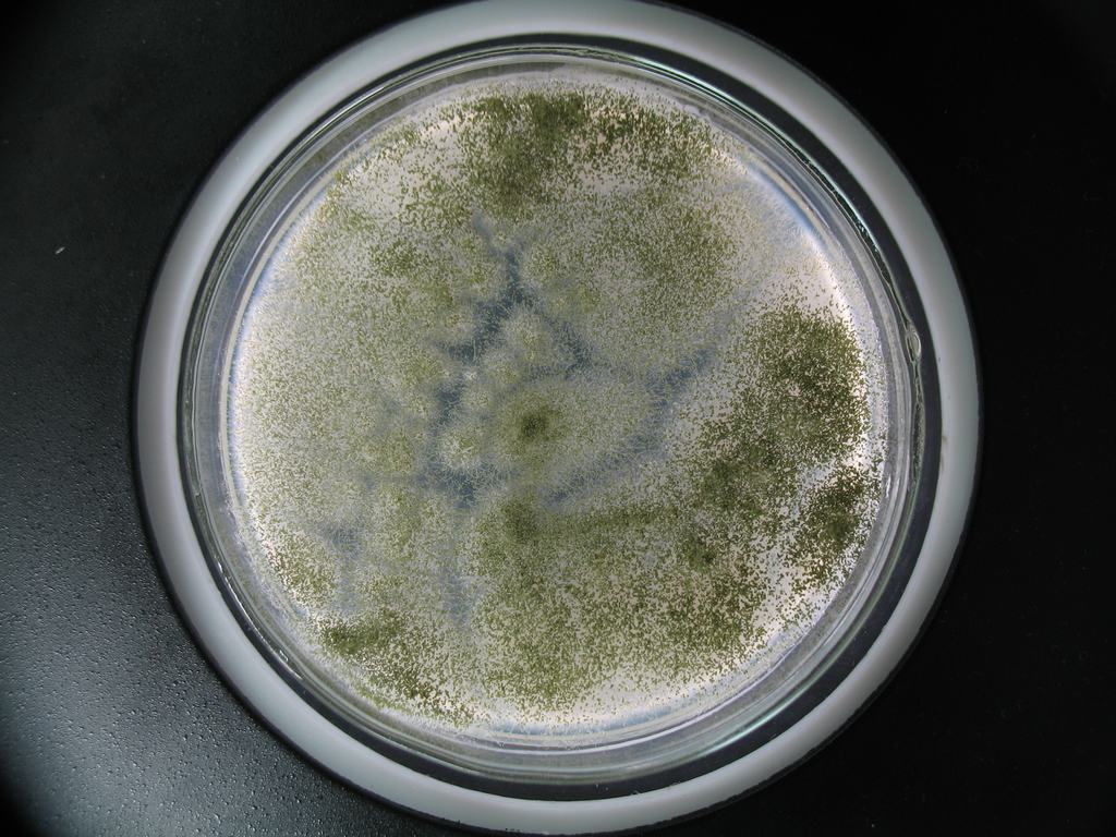  p data-id="gnviawfphr">米根霉(rhizopus oryzae went et pr.geerl.