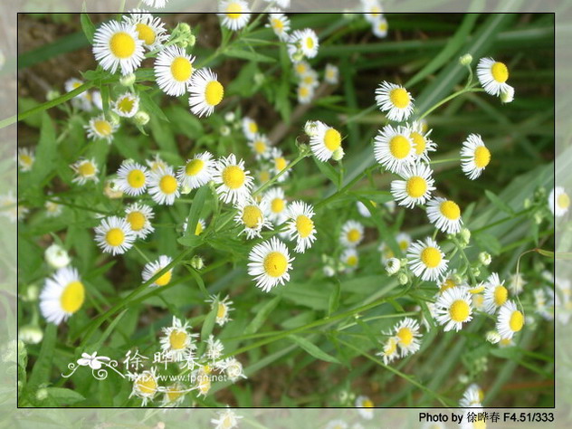  p>女菀属(学名:turczaninowia dc.