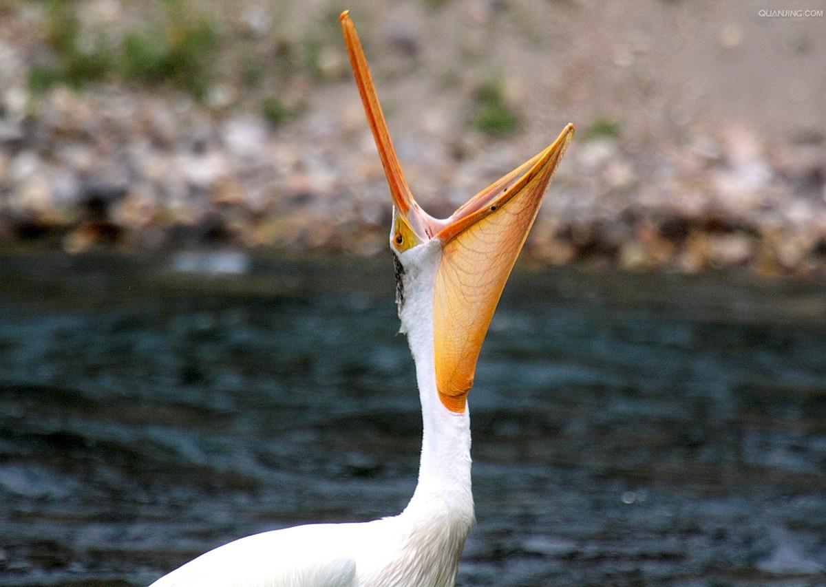 pelecanus onocrotalus
