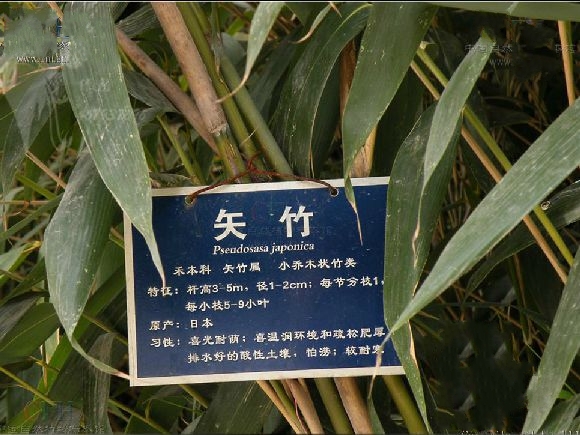 矢竹是属于禾本科矢竹属植物,英文名hsk-shizhu,来源于江苏