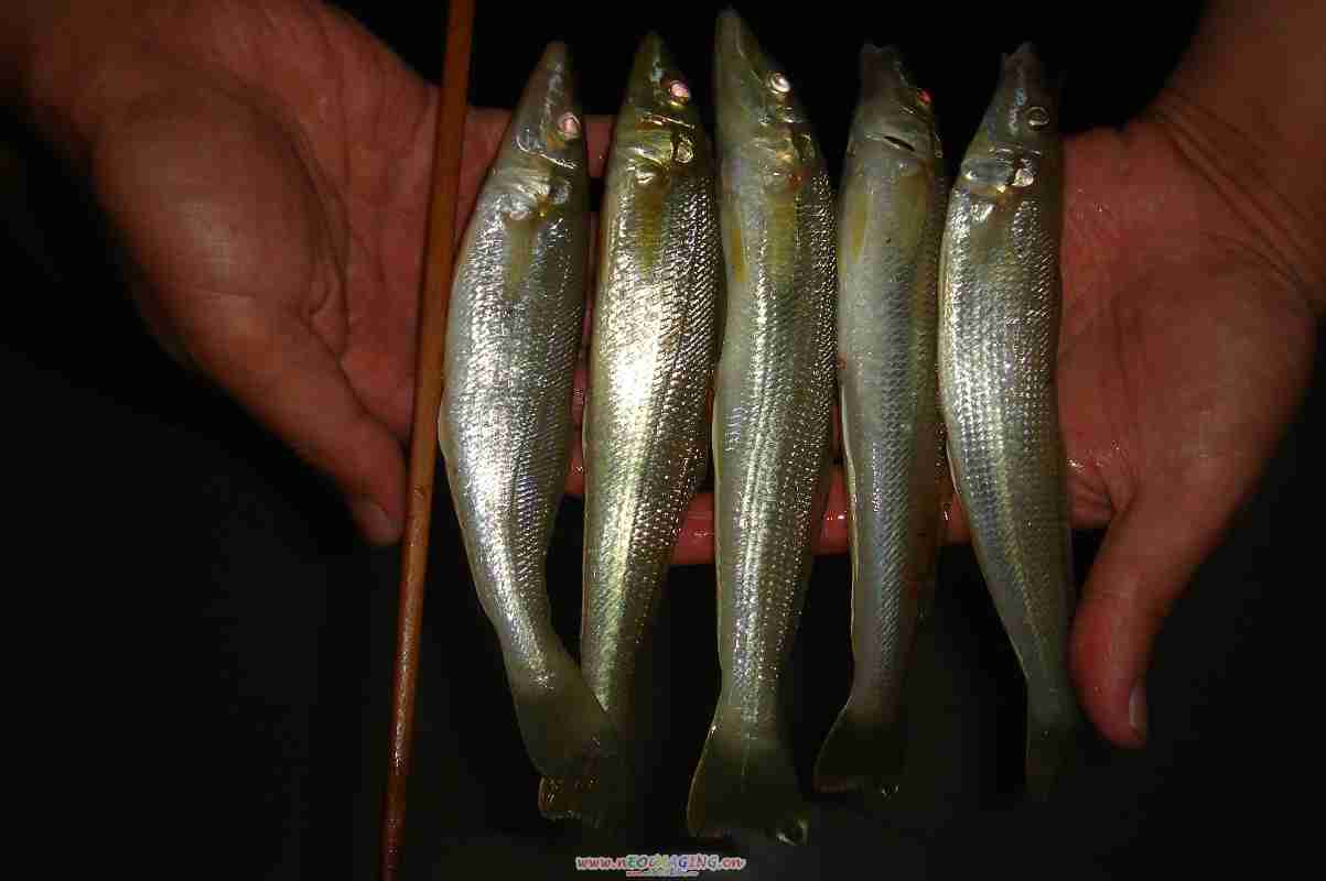  p>沙尖, i>sillago sihama  /i>(forssk  l, 1775),俗名沙钻鱼(防城