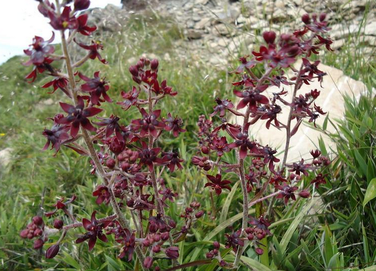  p>黑紫藜芦 i>(学名:veratrum japonicum) /i>,是百合科 a target="