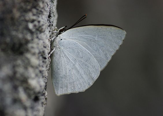  p>银灰蝶(学名:curetis acuta)是一种小型美丽的 a href="#">蝴蝶 /a