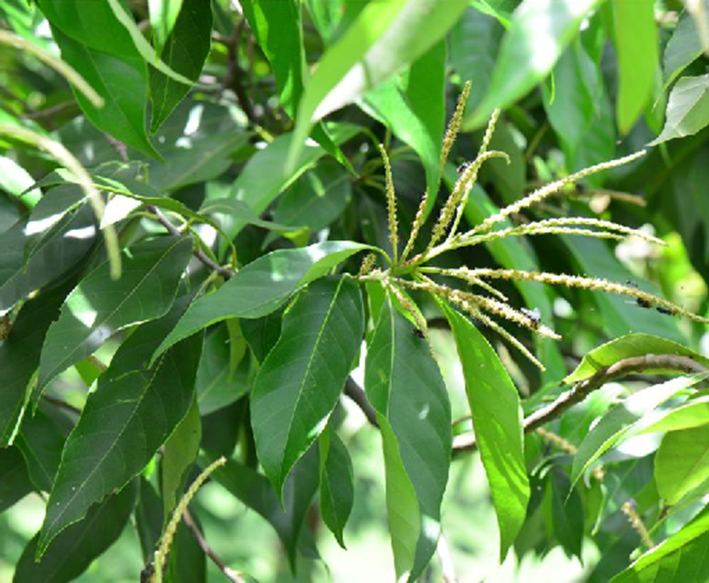  p>多穗石栎(学名: i>lithocarpus polystachyus /i> (wall. ex a.dc.