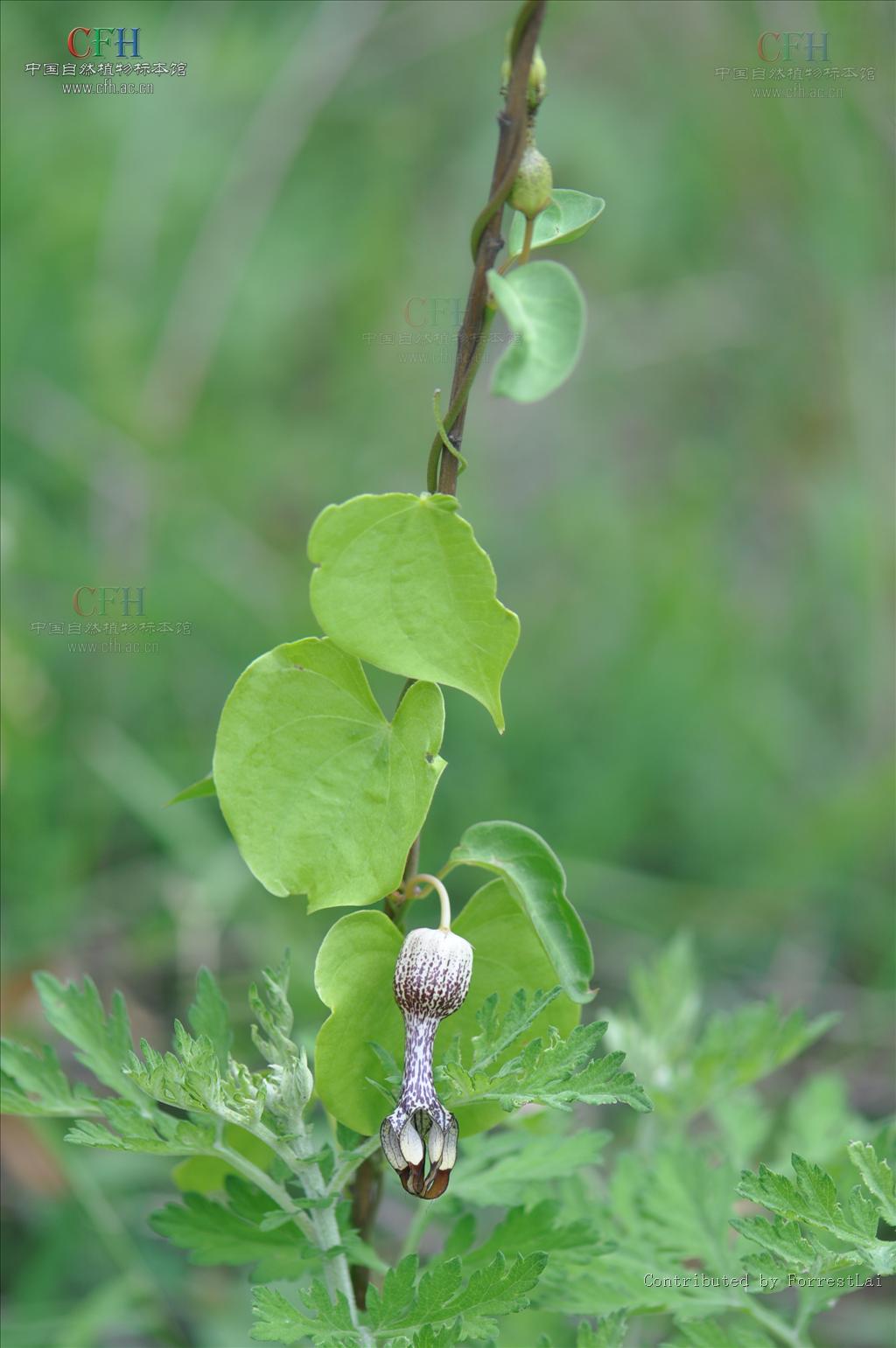 为锦葵科植物吊灯扶桑 i>hibiscus schizoptalus  /i>(mast.)hook.f.