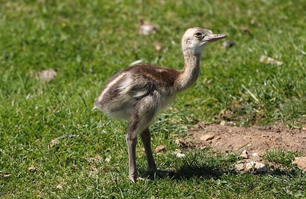  p>鸸鹋 [ér miáo](学名: i>dromaius novaehollandiae /i>),鸟纲