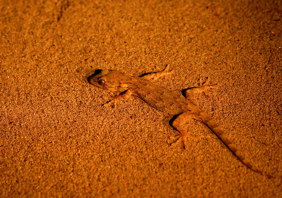  p>多疣壁虎( i>gekko japonicus /i>&nbsp;dumeril and bibron