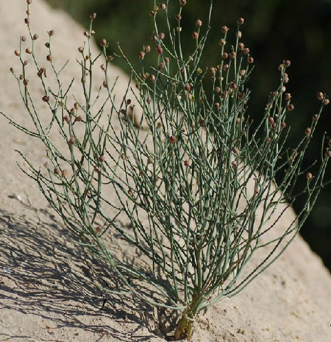 牛含水,中药名.为玄参科植物野胡麻dodartia orientalis l