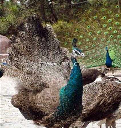 位于环境优美的李沧区北十梅庵公园内,总占地面积为50亩. /p>