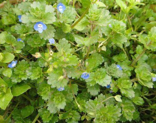  p>风轮菜为 a href="#" data-lemmaid="2381957">唇形科 /a>, a href