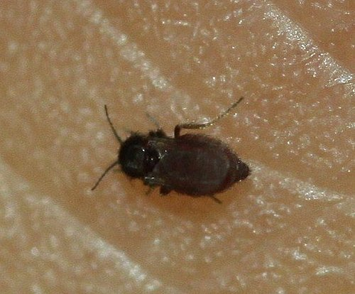 蠓:让我们对它多一些了解_百科TA说