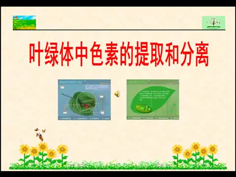 光合色素的提取和分离