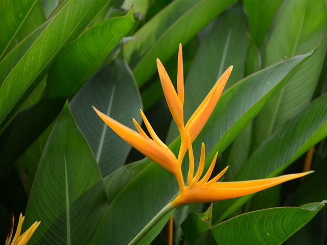 垂花粉鸟蝎尾蕉