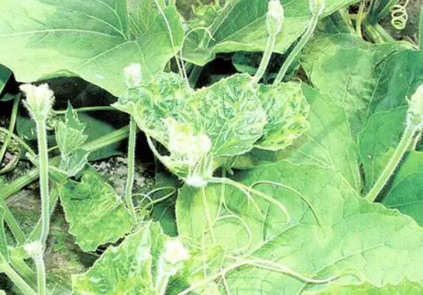 瓠瓜花叶病毒病