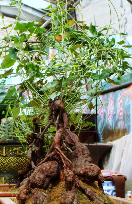 何首乌（蓼科何首乌属植物）_百度百科