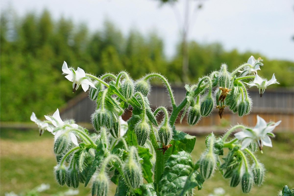 是紫草科,玻璃苣属一年生草本植物,株高可达60厘米, a target="