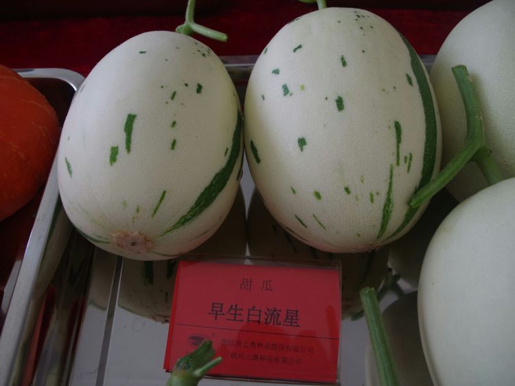 京玉白流星甜瓜