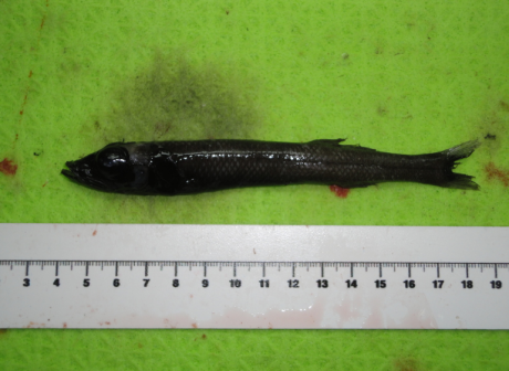 Bajacalifornia megalops