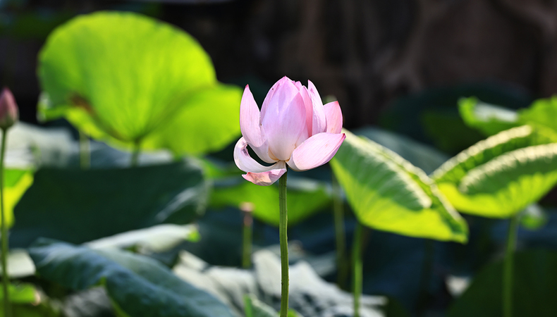 中国宝应荷藕节