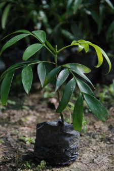 竹柏（罗汉松科竹柏属植物）_百度百科